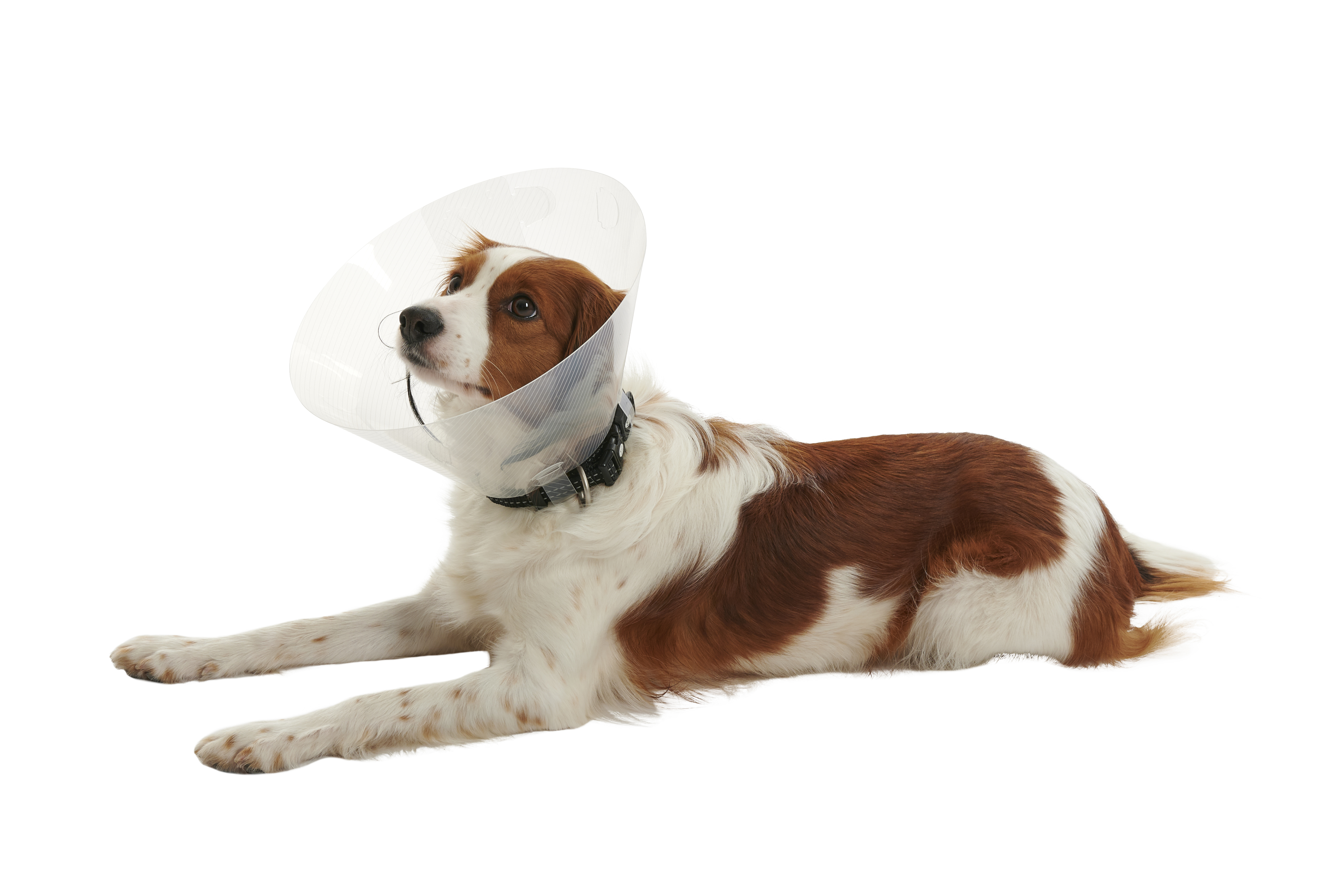 COLLIER CARCAN CLIC COLLAR 35CM X10